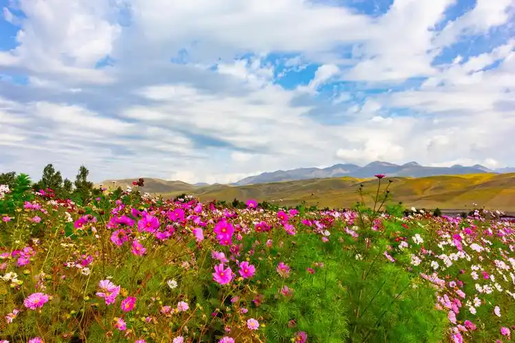 新疆美景那拉提花海005