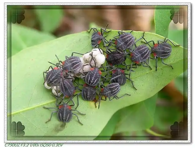 来自健康生活类芝麻团 2018-05-13  风烛残年之际 采纳数:12429获赞数