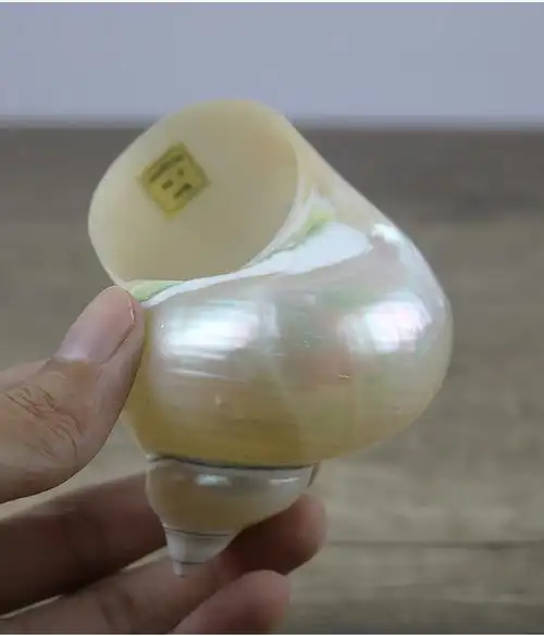 天然海螺 贝壳 夜光蝾螺8-11厘米夜光蝾螺 白色夜光螺