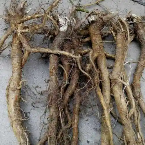 新鲜苦参现挖整根地槐条好汉枝山槐根 1斤鲜挖苦参【图片 价格 品牌