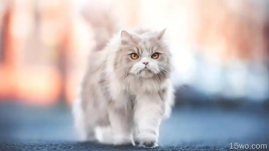 动物 猫 pet depth of field 高清壁纸 1920x1080壁纸 萌宠动物壁纸