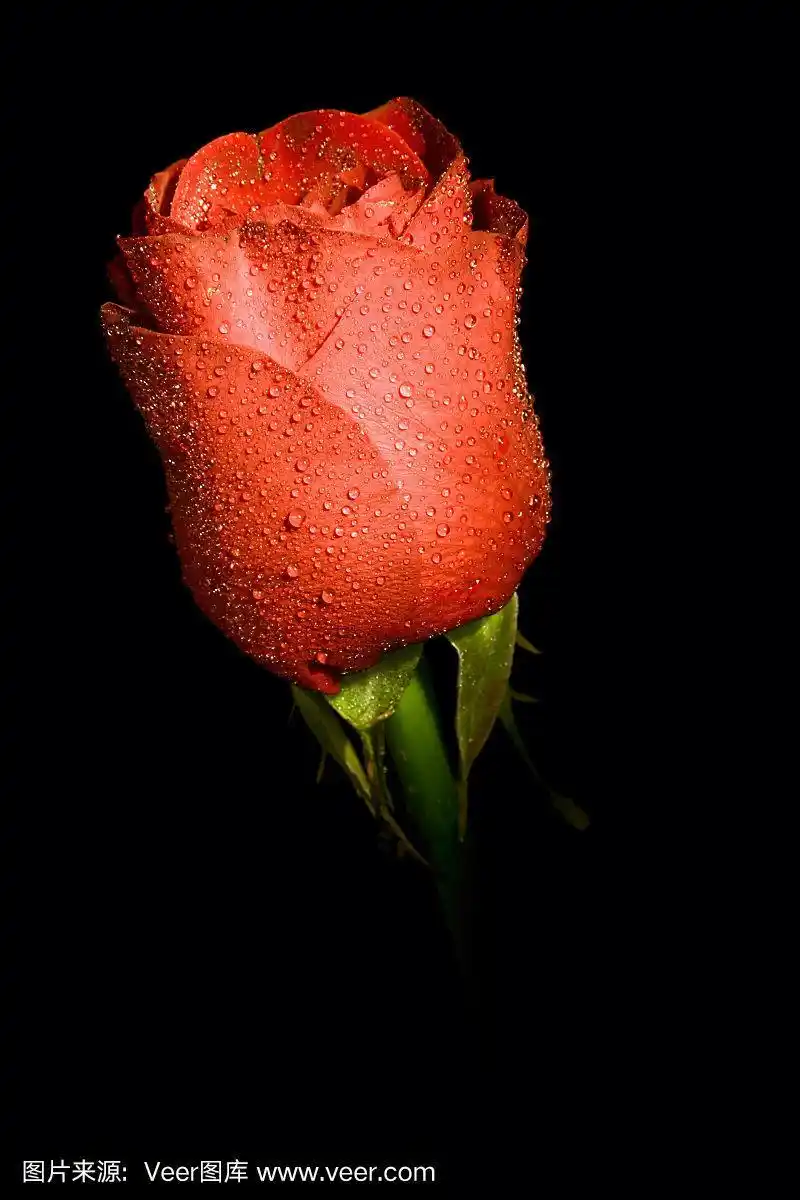 玫瑰,仅一朵花,黑色背景,垂直画幅,无人