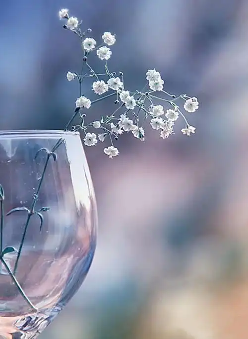 水中的花温馨图片_那杯水中的花很美_唯美图片_精品库