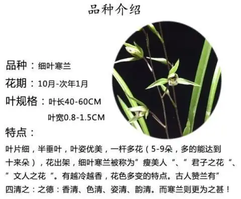 兰花苗 寒兰 杨贵妃 兰花细叶寒兰素心寒兰花好养花卉绿植 盆栽花卉