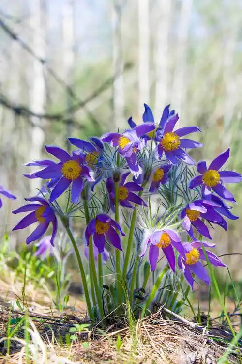 春天的风景在野外生长的花春花脉冲藻常见的名称包括帕斯克花或帕斯克