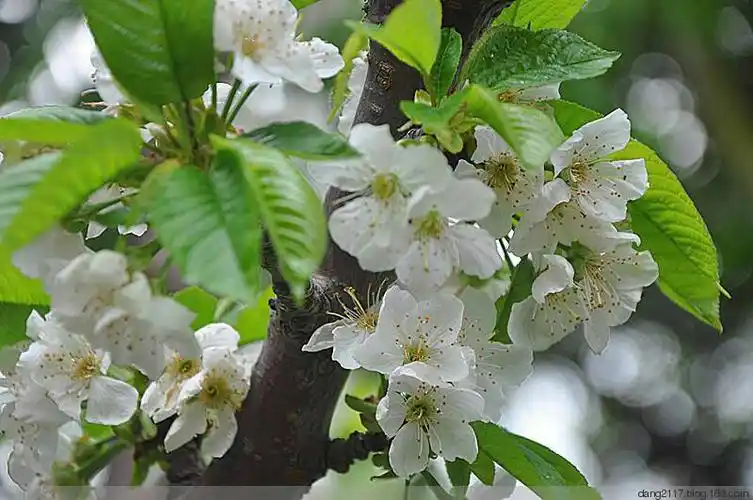 这是车厘子的花嘛?