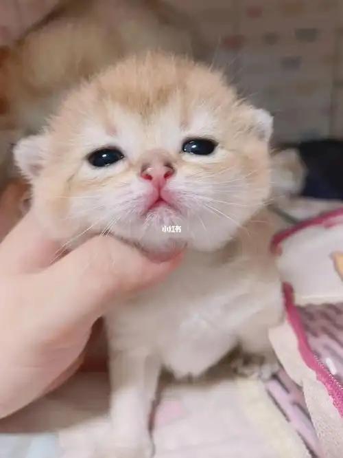 一窝金渐层奶猫睁开眼睛啦