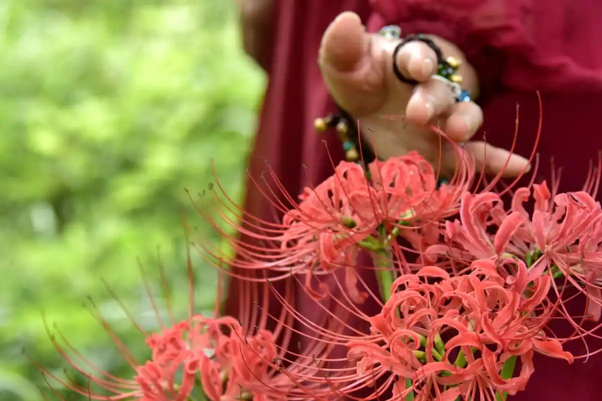 (原创实拍照片)成都升仙湖公园蜀祖路上的彼岸花也开了,这里有河岸