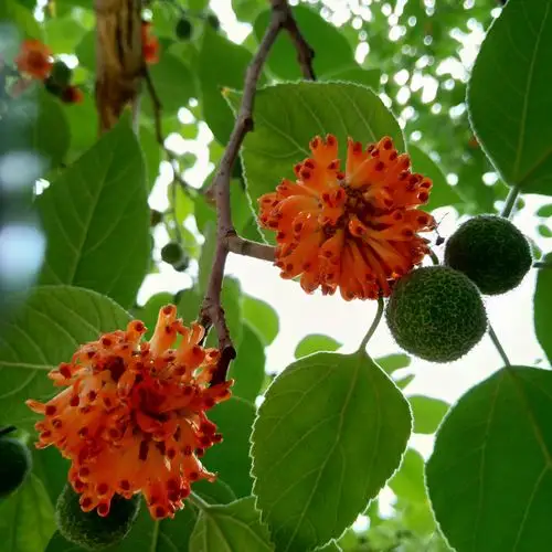 构树,7月份果实成熟了,橙红色的果实,粒粒果肉,甜丝丝.