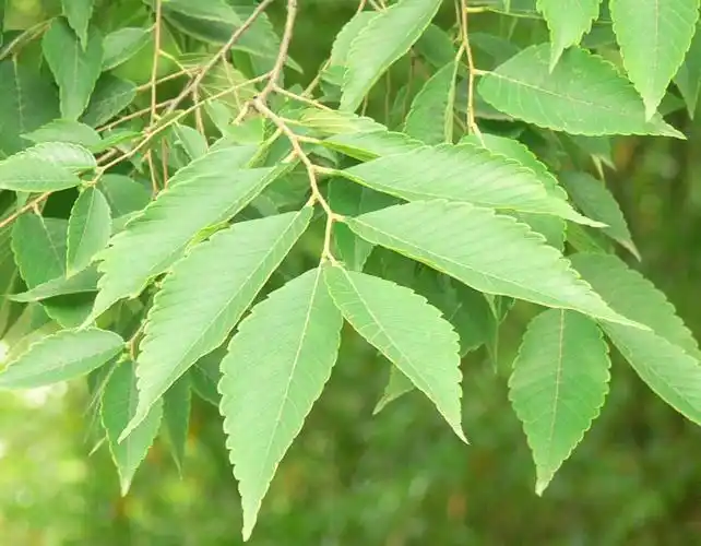 榉树苗价格多少?品质保证,精准报价_树种