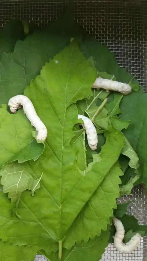 周瑾儿科学作业蚕宝宝的一生