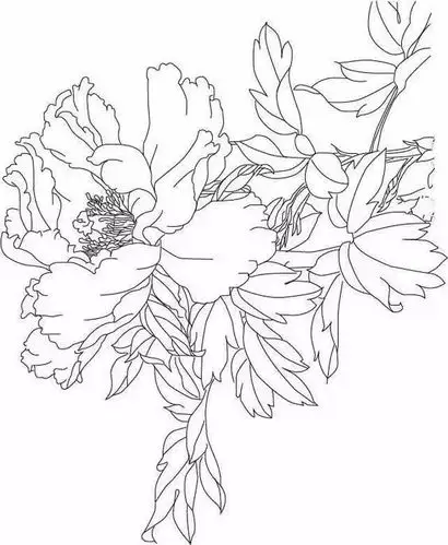 学习中国花鸟画的珍贵资料～白描花卉稿.