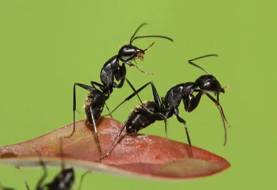 大黑蚂蚁怎么灭,家里出现黑蚂蚁用什么药 家里前段时间有黑蚂蚁,用了