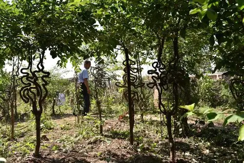 山东农民历时5年驯化油根子空闲地里种出数百棵汉字树