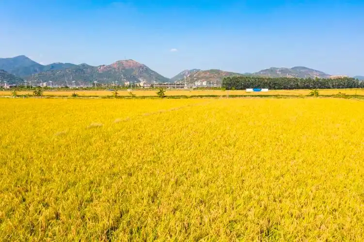 满田尽披"黄金甲" 长乐千亩水稻迎丰收