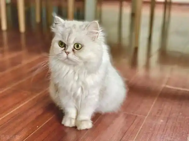 金吉拉长毛猫好养吗(养猫界俗称人造猫)(3)