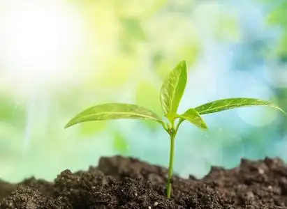 新生命绿色植物在土壤中的生长照片