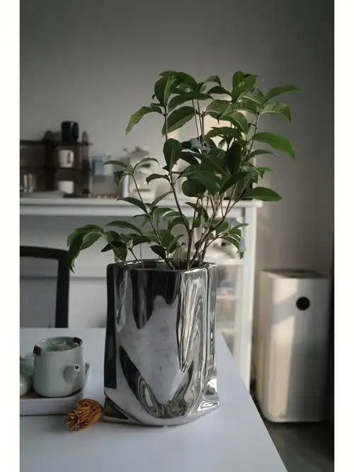 水培桂花在质疑下仍然选择盛开