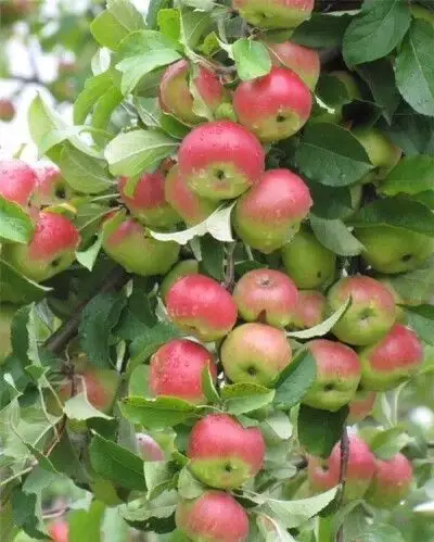 硕果累累 …早安