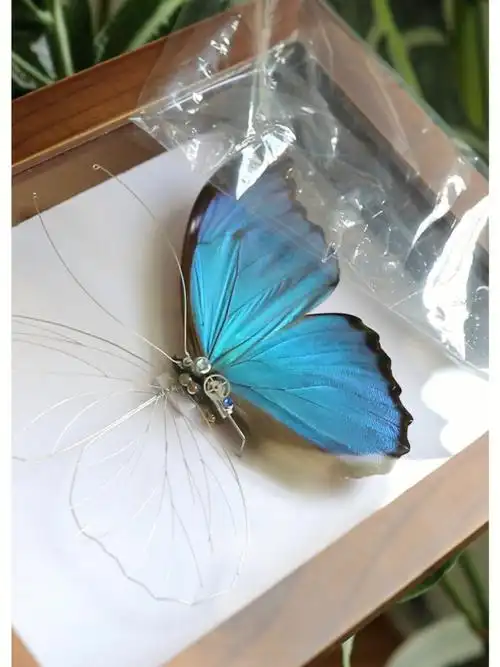 个人原创未来丛林产物半机械蝴蝶标本作品