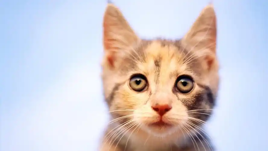 描述: 圣诞快乐有趣的猫壁纸 当前壁纸尺寸: 1920 x 1080