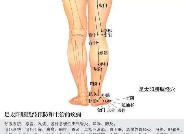 本经脉一分支从腰部分出,沿脊柱两旁下行,穿过臀部,从大腿后侧外缘
