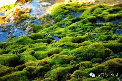 苔藓植物介绍&培育方法详解【美图欣赏】-rlyl的自然世界-微头条