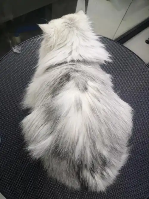 金吉拉端午宝贝的洗护前后对比图