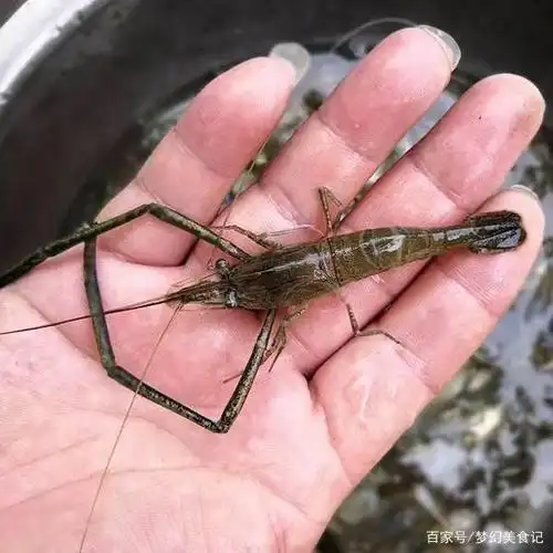 这几种常见的淡水野生小河虾,你吃过吗?