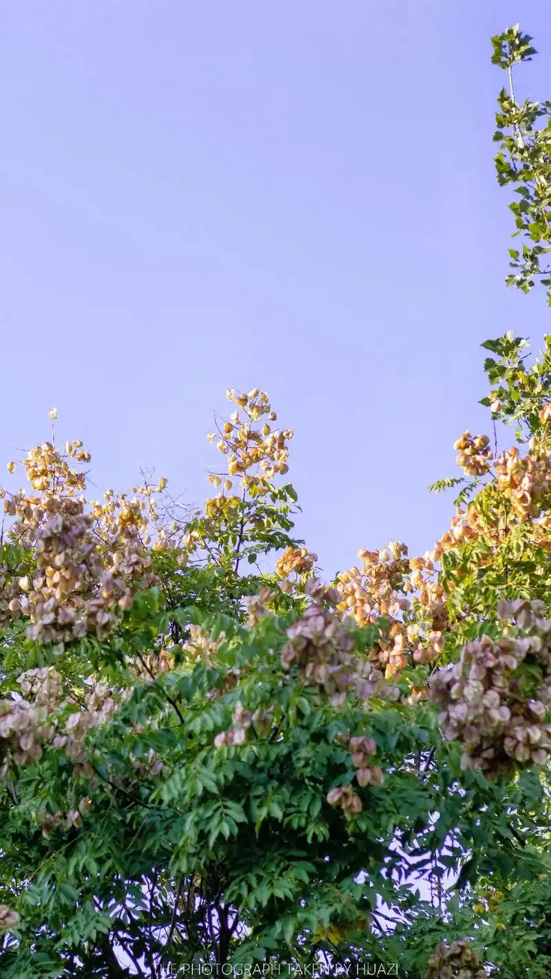 栾树花语奇妙震撼绚烂一生