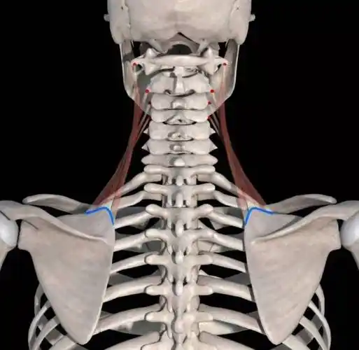 肩颈解剖之斜菱肩提肌和疼痛触发点_临床_肩胛_医学