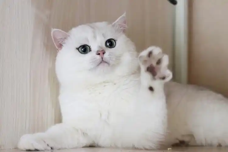 英短银渐层弟弟弟弟