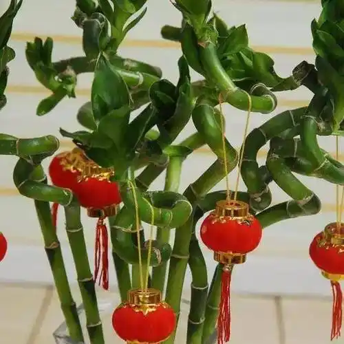 8种象征财运好运的花恭喜发财好运连连