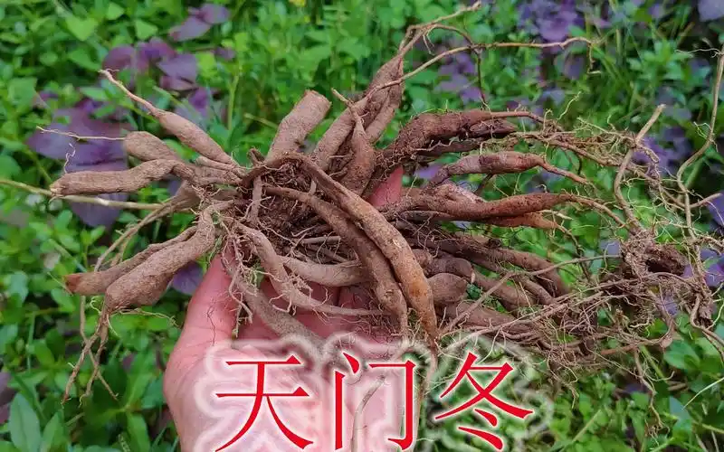 野生药材植物"天门冬",俗称为"飞天蜈蚣",也是煲汤好食材