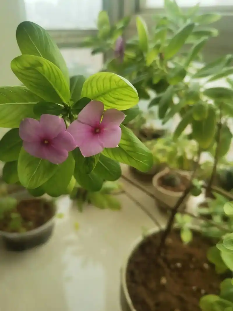 一,去年冬天接近枯萎的五叶梅今年奇迹般的复活了,花也是开了, - 抖音