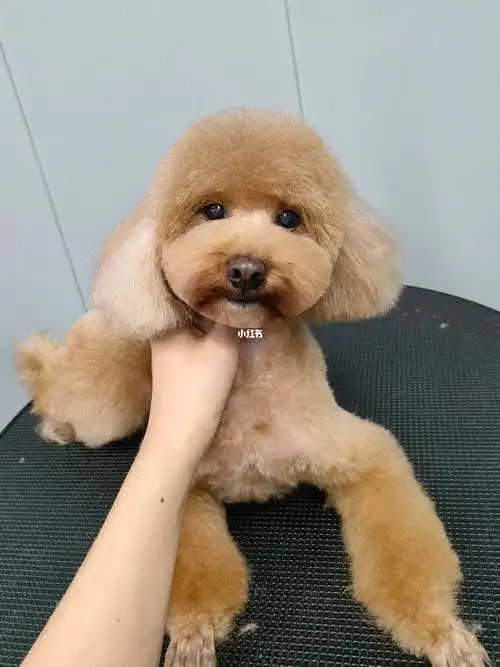 贵宾犬美容造型