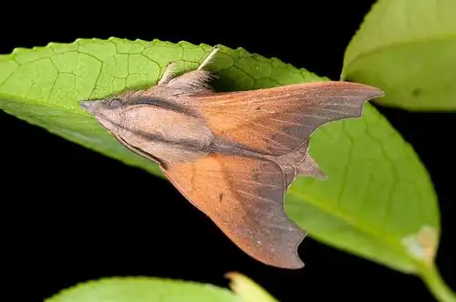 双角小黑枯叶蛾bharetta owadai kishida, 1986