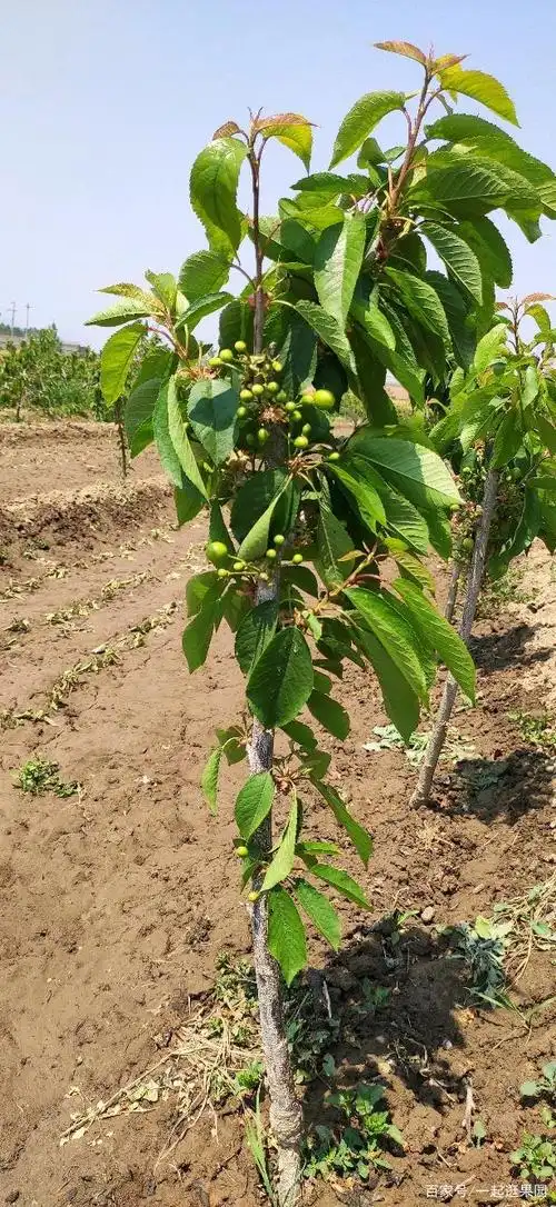 吉塞拉矮化车厘子大樱桃苗长势分享介绍!