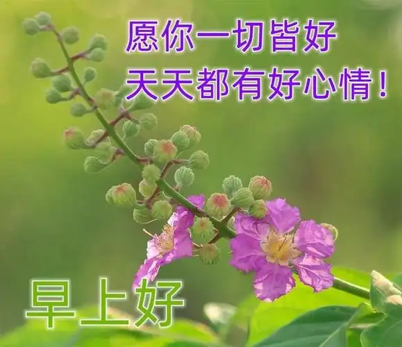 早上好温馨问候语大全 大家早上好祝福语加图片 朋友早晨问候语