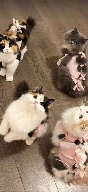 一期萌宠小可爱363436373039动物壁纸