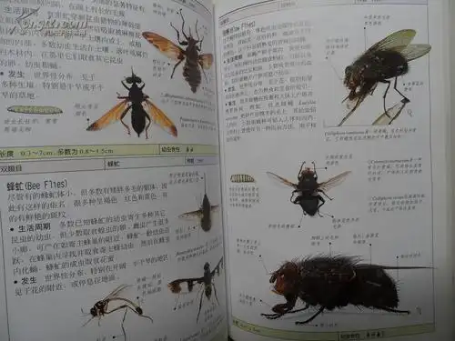 昆虫——全世界550多种昆虫,蜘蛛和陆生节肢动物的彩色图鉴