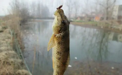 这几种鱼经常有人钓到但很少人认识,有的还是入侵物种