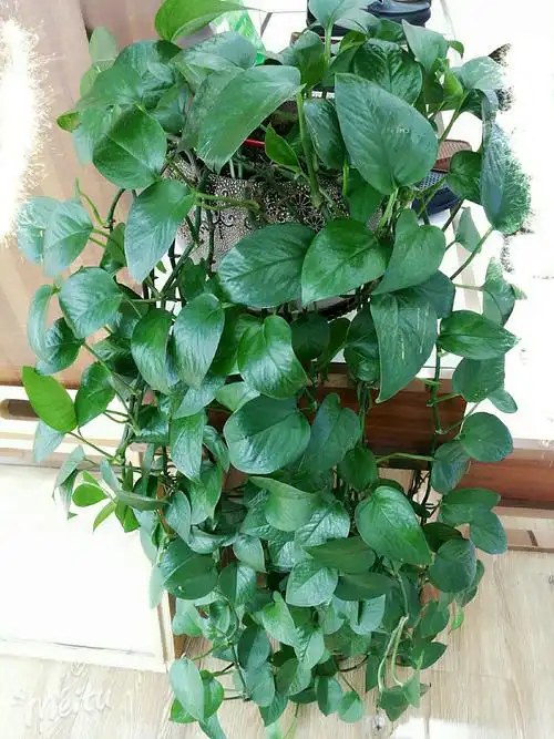 生命之花～绿萝