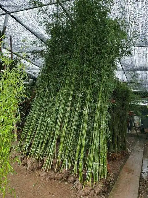 刚竹_胸径2cm_价格3元_夏溪花木网_夏溪花木市场官网