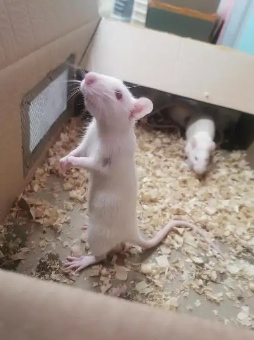 新到的大白鼠 好小(▽)