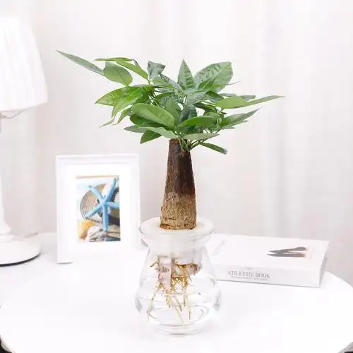 发财树三株盆栽自吸水懒人园艺办公室内卧室桌面防辐射吸甲醛包邮