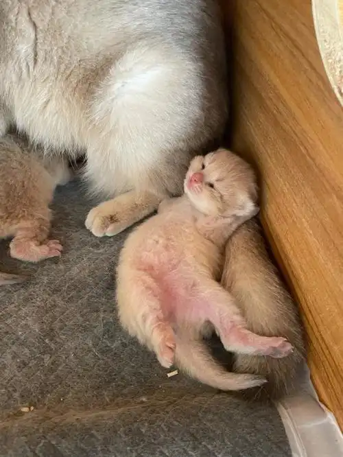 就是觉得好可爱,给未来的家乡记录一下她家宝子小时候的样子#蓝金渐层