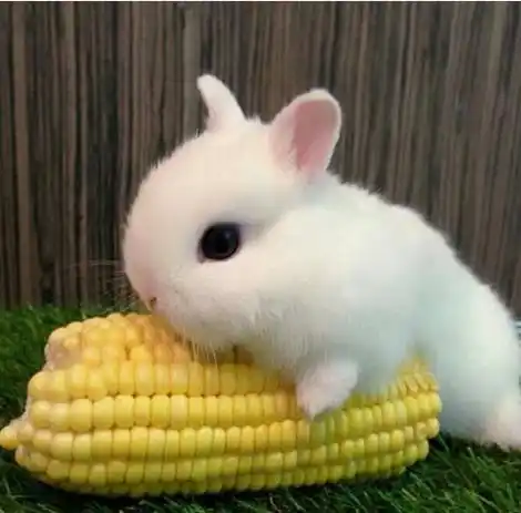 小时候最想养的动物就是小白兔