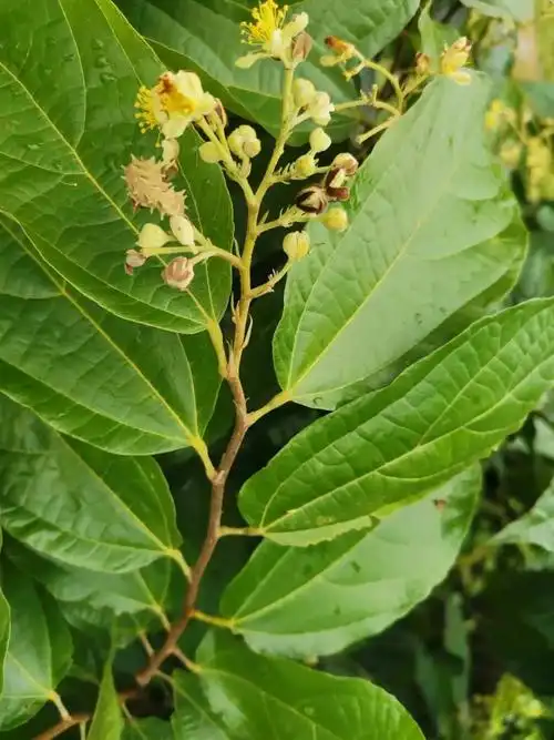 『国医小镇中草药科普』—— 破布叶