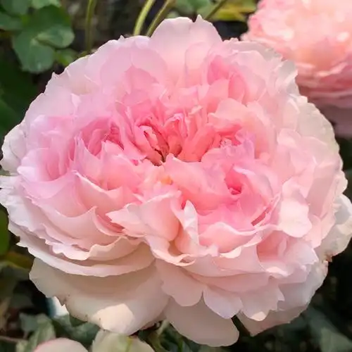 花中水蜜桃佩尔朱克